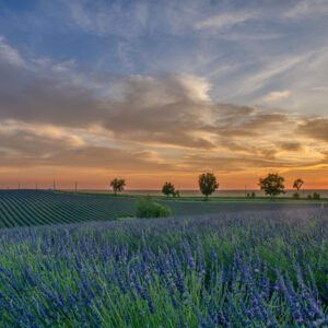 Roland Seichter Fotografie - Einzigartige Wandbilder - Landschaftsfotografie eines Lavendelfeldes der Provence Variante 8
