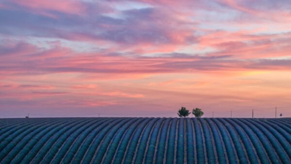 Roland Seichter Fotografie - Einzigartige Wandbilder - Landschaftsfotografie eines Lavendelfeldes der Provence Variante 9