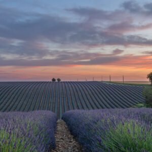 Roland Seichter Fotografie - Einzigartige Wandbilder - Landschaftsfotografie eines Lavendelfeldes der Provence Variante 10