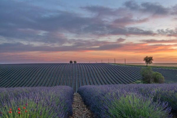 Roland Seichter Fotografie - Einzigartige Wandbilder - Landschaftsfotografie eines Lavendelfeldes der Provence Variante 10