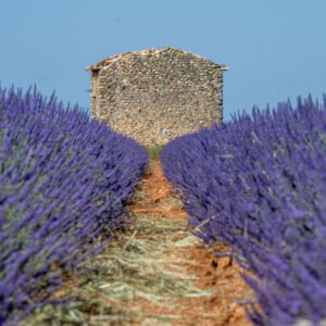 Roland Seichter Fotografie - Einzigartige Wandbilder - Landschaftsfotografie eines Lavendelfeldes der Provence Variante 11