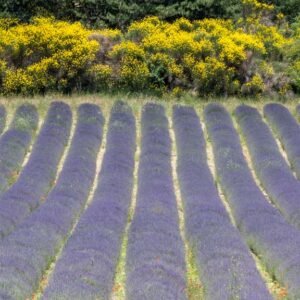 Roland Seichter Fotografie - Einzigartige Wandbilder - Landschaftsfotografie eines Lavendelfeldes der Provence Variante 12