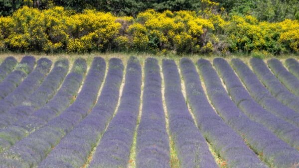 Roland Seichter Fotografie - Einzigartige Wandbilder - Landschaftsfotografie eines Lavendelfeldes der Provence Variante 12