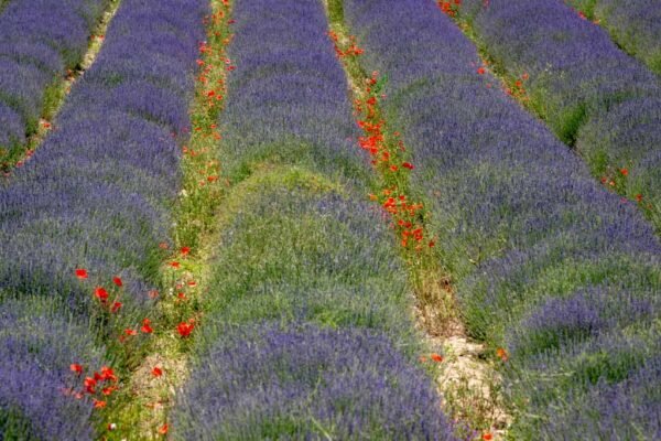 Roland Seichter Fotografie - Einzigartige Wandbilder - Landschaftsfotografie eines Lavendelfeldes der Provence Varainte 13