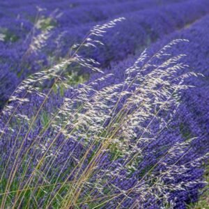 Roland Seichter Fotografie - Einzigartige Wandbilder - Landschaftsfotografie eines Lavendelfeldes der Provence Variante 14