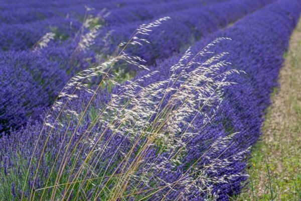 Roland Seichter Fotografie - Einzigartige Wandbilder - Landschaftsfotografie eines Lavendelfeldes der Provence Variante 14