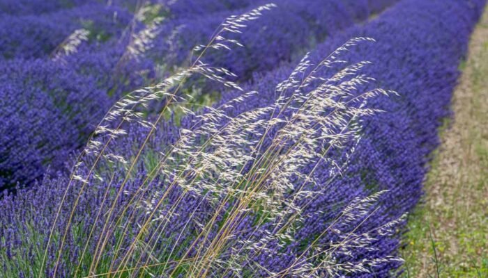 Roland Seichter Fotografie - Einzigartige Wandbilder - Landschaftsfotografie eines Lavendelfeldes der Provence Variante 14