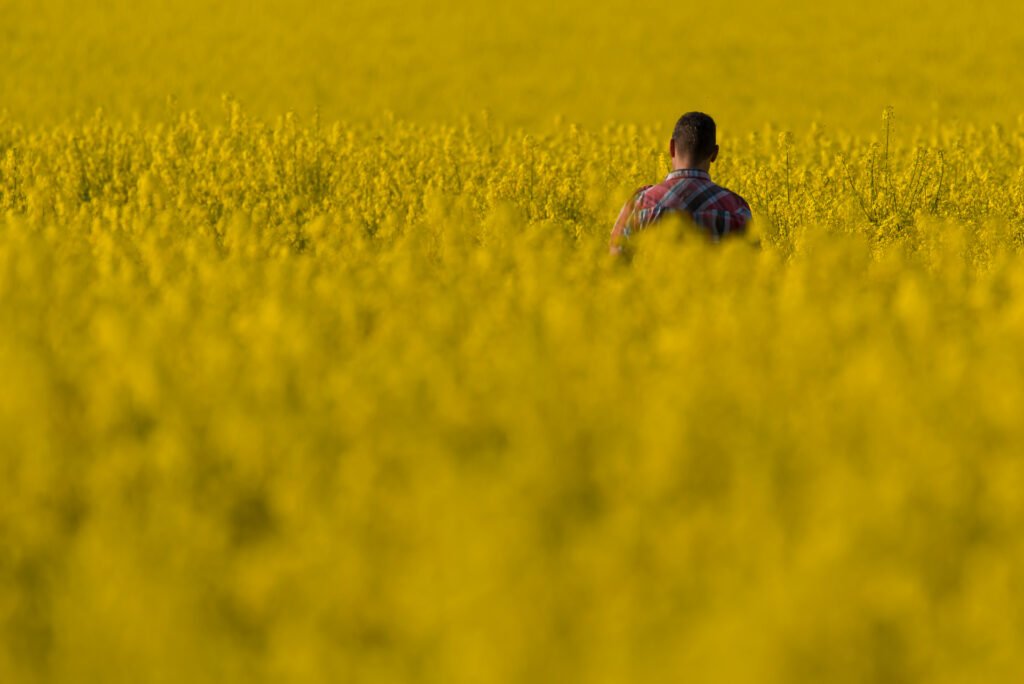 Roland Seichter Fotografie - Minimalistische Fotografie - Eine Person im Rapsfeld von hinten