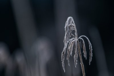Roland Seichter Fotografie - Pflanzenfotografie - Ein gefrorenes Gras vor dunklem Hintergrund
