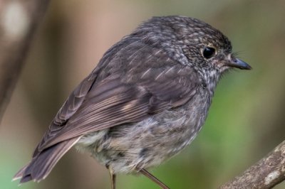 Roland Seichter Fotografie - Tierfotografie - Portrait eines Neuseeland Robin