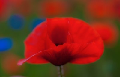 Roland Seichter Fotografie - Pflanzenfotografie - Ein Mohnblume vor unscharfem roten-grünen rotem Hintergrund