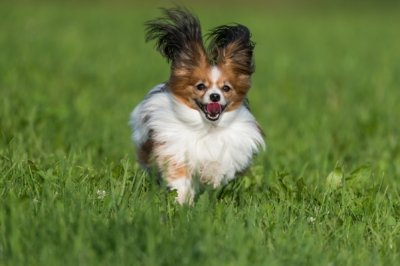Roland Seichter Fotografie - Tierfotografie - Ein kleine Hund rennt auf die Kamera zu. die Ohren wedeln im Wind