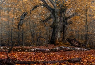Roland Seichter Fotografie - Pflanzenfotografie - Ein alter Baum im Herbstwald