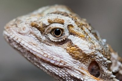 Roland Seichter Fotografie - Tierfotografie - Portrait einer Eidechse
