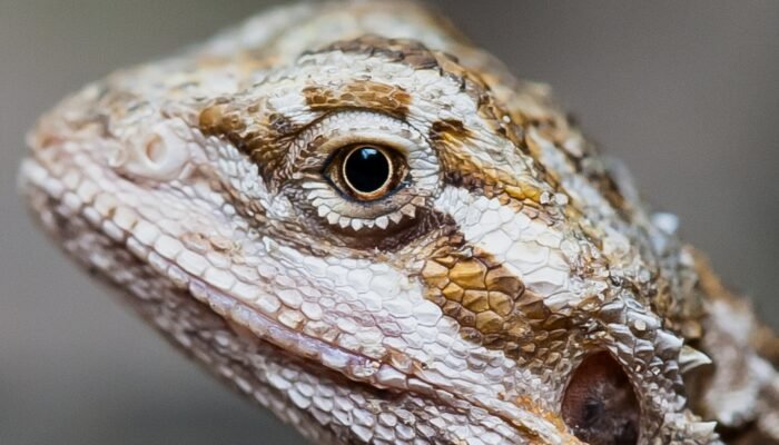 Roland Seichter Fotografie - Tierfotografie - Portrait einer Eidechse