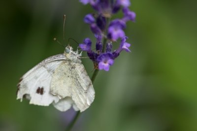Roland Seichter Fotografie - Tierfotografie - Ein weißer Schmetterling, Variante 2