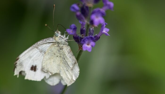 Roland Seichter Fotografie - Tierfotografie - Ein weißer Schmetterling, Variante 2