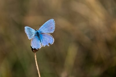 Roland Seichter Fotografie - Tierfotografie - Ein kleiner blauer Schmetterling