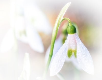 Roland Seichter Fotografie - Pflanzenfotografie - Ein Schneeglöckchen