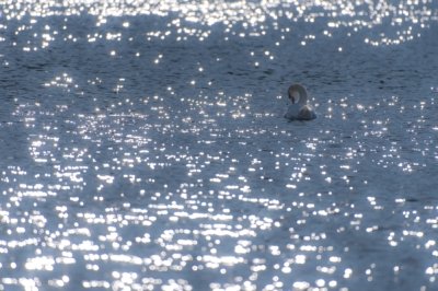 Roland Seichter Fotografie - Tierfotografie - Ein Schwimmender Schwan im Gegenlicht