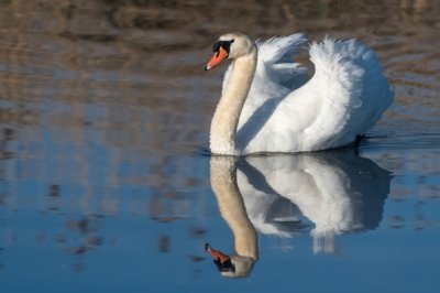 Roland Seichter Fotografie - Tierfotografie - Ein schwimmender Schwan in Nahaufnahme, am Wasser gespiegelt
