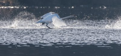 Roland Seichter Fotografie - Tierfotografie - Ein Schwan beim Flugstart im Gegenlicht
