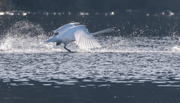 Roland Seichter Fotografie - Tierfotografie - Ein Schwan beim Flugstart im Gegenlicht