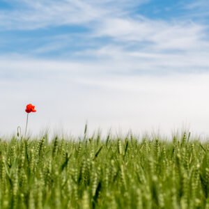 Roland Seichter Fotografie - Pflanzenfotografie - Einzelner Mohn in einem grünen Getriedefeld vor blauem Himmel