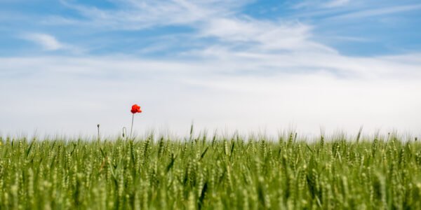 Roland Seichter Fotografie - Pflanzenfotografie - Einzelner Mohn in einem grünen Getriedefeld vor blauem Himmel