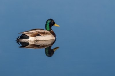 Roland Seichter Fotografie - Tierfotografie - Fotografie eines Erpels, das Bild speigelt sich im Wasser