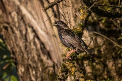 Roland Seichter Fotografie - Tierfotografie - Ein singender Star