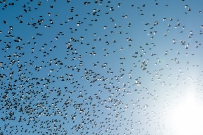 Roland Seichter Fotografie - Tierfotografie - Ein Schwarm von Staren in der Luft fliegend mit Gegenlicht