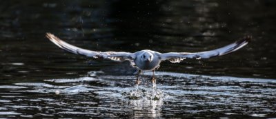 Roland Seichter Fotografie - Tierfotografie - Eine aus einem See startende Möve. Der Vogel fliegt in Richtung Kamera