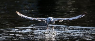 Roland Seichter Fotografie - Tierfotografie - Eine abhebende Möve in der Frontalsicht
