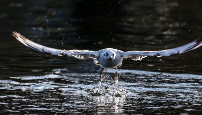 Roland Seichter Fotografie - Tierfotografie - Eine abhebende Möve in der Frontalsicht