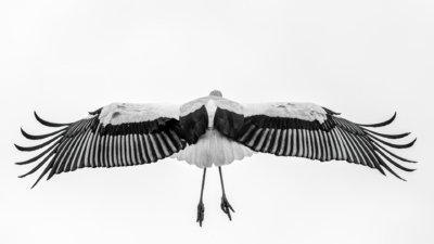 Roland Seichter Fotografie - Tierfotografie - Ein wegfliegender Storch von hinten. Schwarz/Weiß