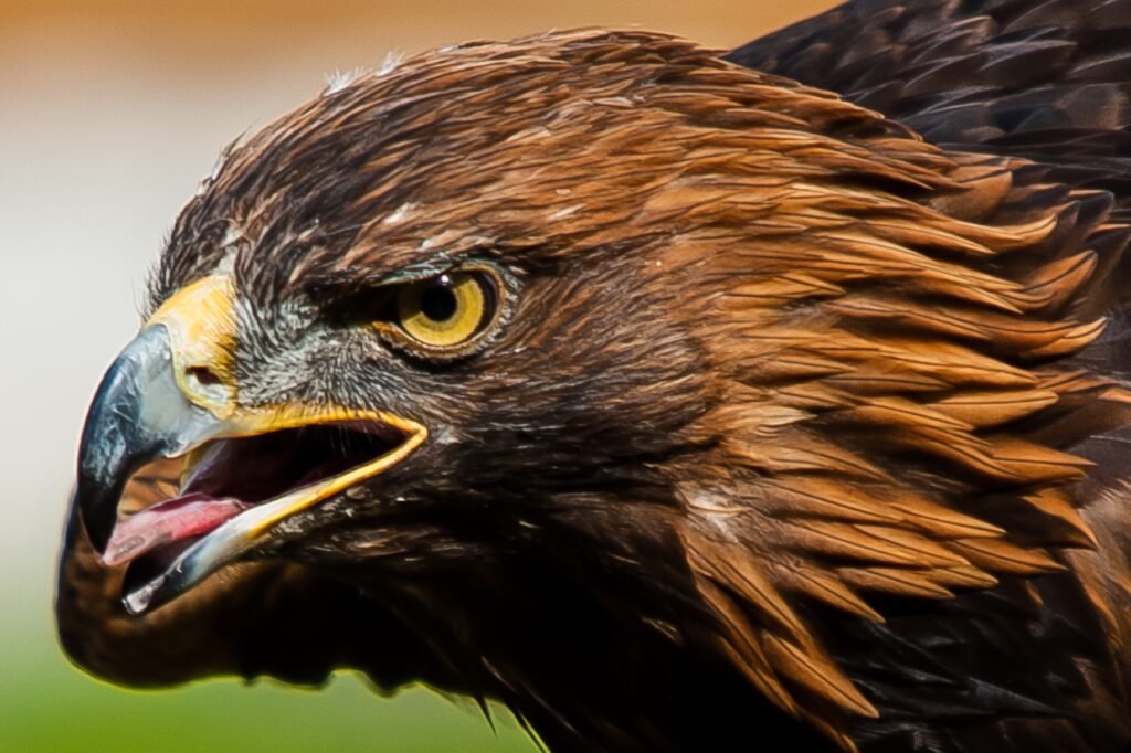 Roland Seichter Fotografie - Tierfotografie - Portrait eines Adlers