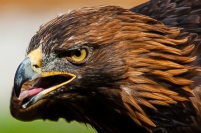 Roland Seichter Fotografie - Tierfotografie - Portrait eines Adlers