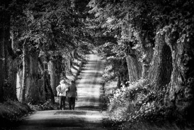 Roland Seichter Fotografie - Fotowettbewerbe - Blick in eine Allee aus alten Bäumen. Zwei ältere Menschen laufen diese Allee entlang. Schwarz/Weiß