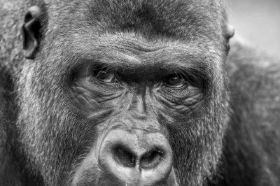 Roland Seichter Fotografie - Tierfotografie - Ein sehr nah aufgenommenes Gesicht eines Gorillas, der sehr nachdenklich schaut. Schwarz/Weiß