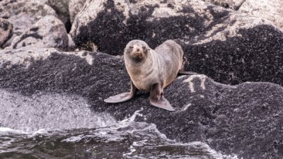 Roland Seichter Fotografie - Tierfotografie - Fotografie einer Robbe auf einem Felsen