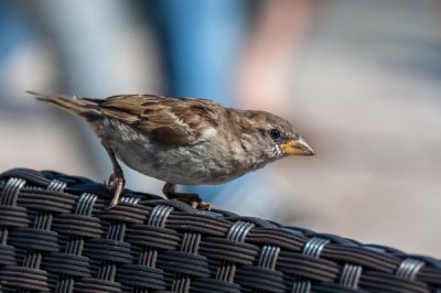 Roland Seichter Fotografie - Tierfotografie - Kleiner Spatz in Nahaufnahme