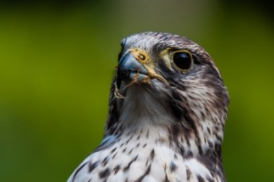 Roland Seichter Fotografie - Tierfotografie - Nahaufnahme eines Greifvogels