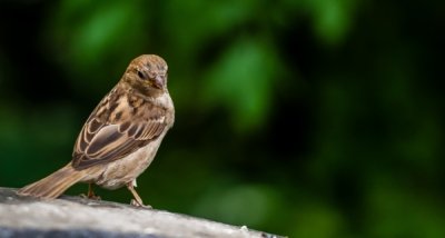 Roland Seichter Fotografie - Tierfotografie - Spatz vor grünem Hintergrund