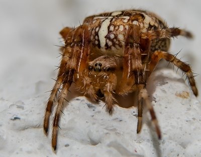 Roland Seichter Fotografie - Tierfotografie - Spinne