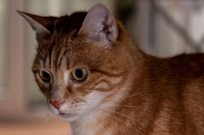 Roland Seichter Fotografie - Tierfotografie - Katze schaut interessiert