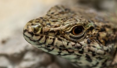 Roland Seichter Fotografie - Tierfotografie - Gesicht einer Echse