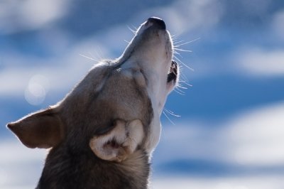 Roland Seichter Fotografie - Tierfotografie - Heulender Hund