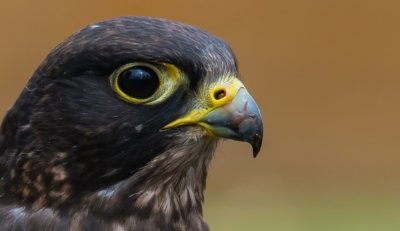 Roland Seichter Fotografie - Tierfotografie - Griefvogel in der seitlichen Ansicht