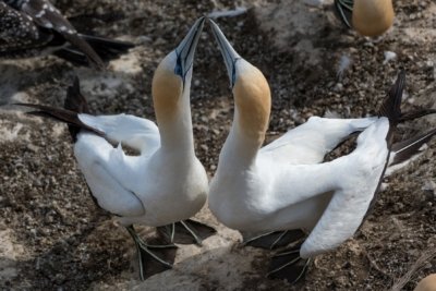 Roland Seichter Fotografie - Tierfotografie - Zwei Basstölpel